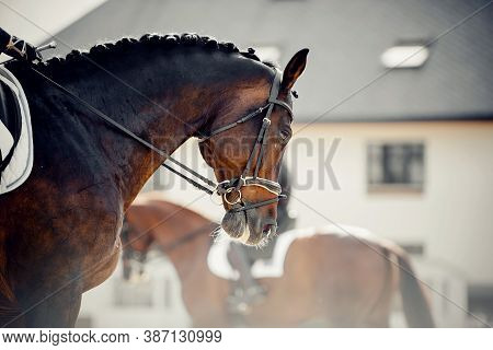 Equestrian Sport. Portrait Sports Stallion In The Double Bridle. Dressage Of Horses In The Arena.