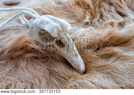 Bird Skull On A Animal Fur. Necklace For Rituals Of A Druid Or Magician.