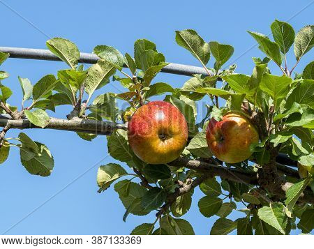 Apple, Variety Lord Lambourne, Ripening On A Trained Tree Branch In An Orchard With A Blue Sky Backg