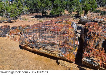 Petrified Wood Close Up, Colorful Shades Of Red, Orange, Purple, Yellow And Grey Example Of Fossiliz
