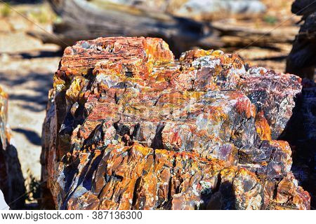 Petrified Wood Close Up, Colorful Shades Of Red, Orange, Purple, Yellow And Grey Example Of Fossiliz