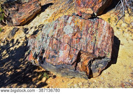 Petrified Wood Close Up, Colorful Shades Of Red, Orange, Purple, Yellow And Grey Example Of Fossiliz
