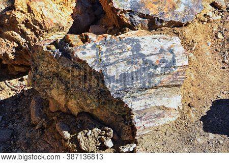 Petrified Wood Close Up, Colorful Shades Of Red, Orange, Purple, Yellow And Grey Example Of Fossiliz