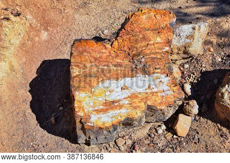 Petrified Wood Close Up, Colorful Shades Of Red, Orange, Purple, Yellow And Grey Example Of Fossiliz