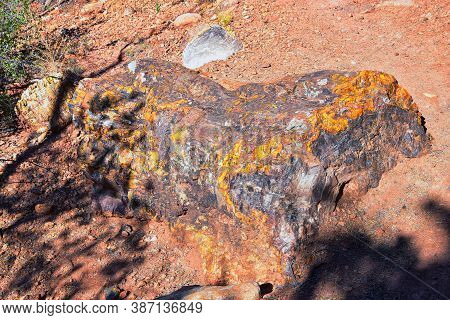 Petrified Wood Close Up, Colorful Shades Of Red, Orange, Purple, Yellow And Grey Example Of Fossiliz