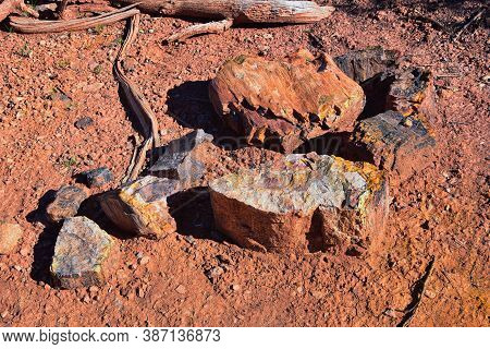 Petrified Wood Close Up, Colorful Shades Of Red, Orange, Purple, Yellow And Grey Example Of Fossiliz