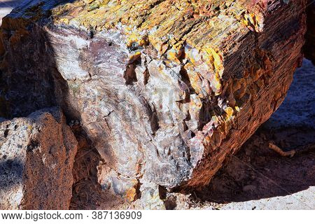 Petrified Wood Close Up, Colorful Shades Of Red, Orange, Purple, Yellow And Grey Example Of Fossiliz