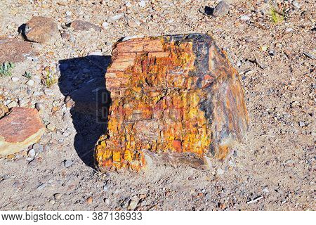 Petrified Wood Close Up, Colorful Shades Of Red, Orange, Purple, Yellow And Grey Example Of Fossiliz
