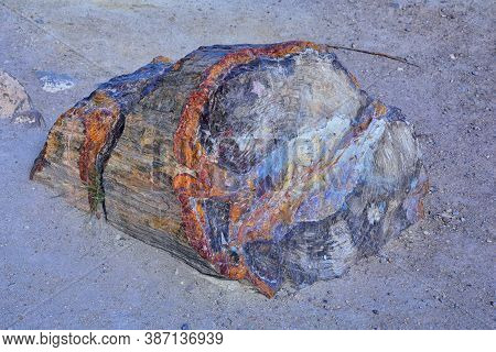 Petrified Wood Close Up, Colorful Shades Of Red, Orange, Purple, Yellow And Grey Example Of Fossiliz
