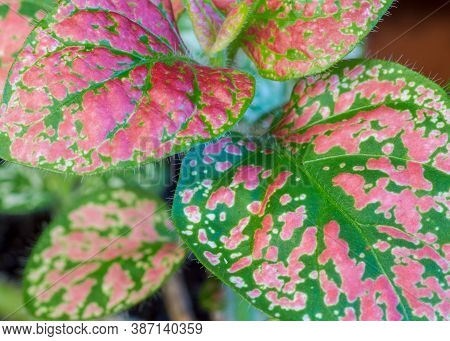 Hypoestes Confetti Compact Rose Close Up Image