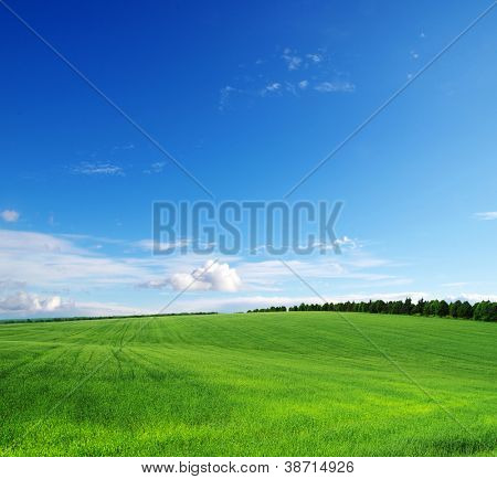 grønne felt og blå himmel