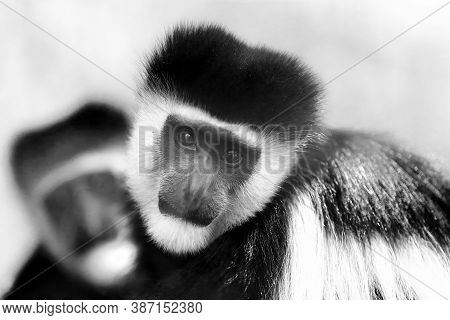 The Mantled Guereza (colobus Guereza), Also The Eastern Black-and-white Colobus Portrait. African Gu