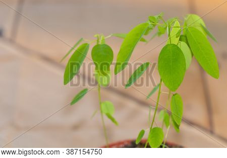 The Telegraph Plant Or Dancing Plant Seedlings, Fascinating Plant
