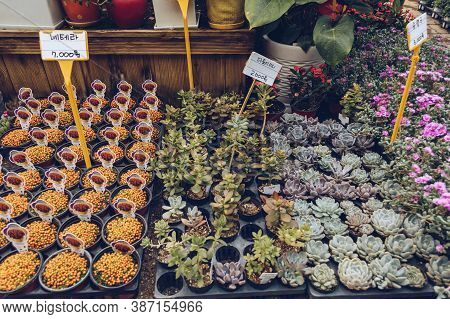 Pocheon, South Korea - 10 May, 2017: Succulents And Small Plants For Sale At Herb Island