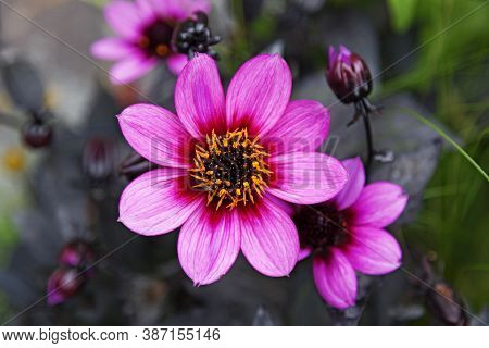 Beautiful Pink Flower With Yellow And Black In The Middle