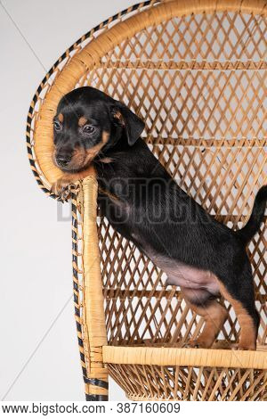 A Portrait Of A Cute Jack Russel Terrier Puppy, Standing On Hind Legs On A Rattan Chair, Isolated On
