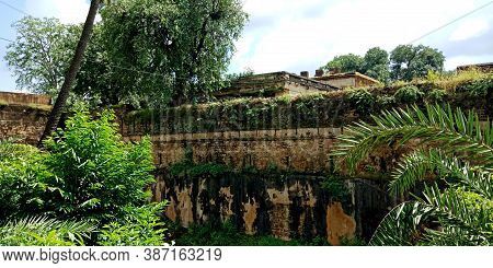 District Katni, India - October 10, 2019: Green Soft Plant On The Wall At Ancient Fort In Vijayragha