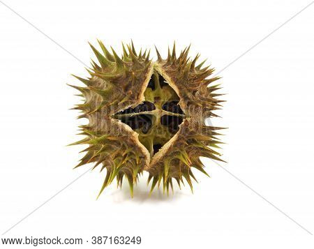 Pod Seeds Of Jimson Weed Isolated On White Background. Datura Stramonium
