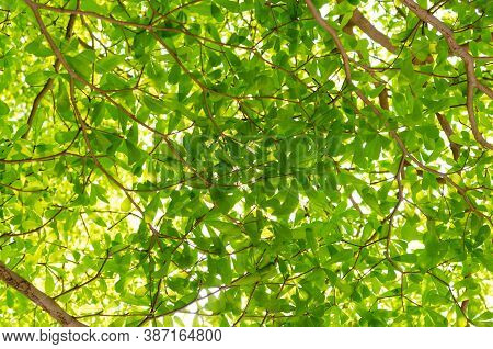 Green Leaves In Nature On  Tree In White Background. Terminalia Ivorensis Chev Tree.