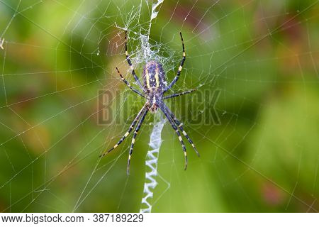 Wasp Spider, Hunting Female Spider Argiope Bruennichi On The Web