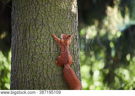 A Squirrel Standing In Front Of A Tree