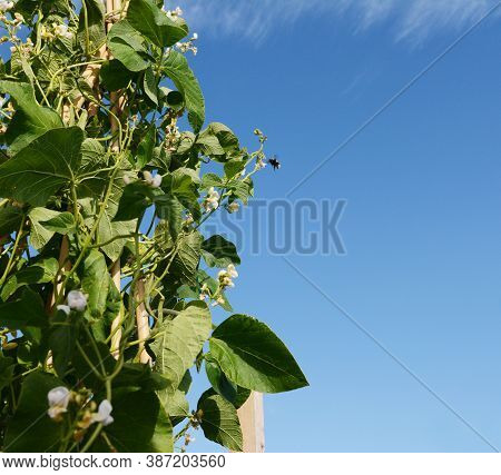 Bumblebee Flying To White Flowers Of Wey Runner Bean Vines, Growing Up A Cane Wigwam; Copy Space On 