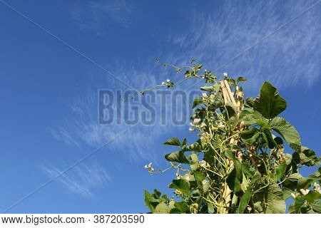 Tall Wigwam Of Wey Runner Bean Vines With White Flowers. Long Tendril Reaching Out Against Blue Summ