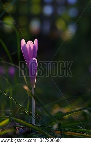 Wild Crocus (crocus Tommasinianus) Blooming In Garden