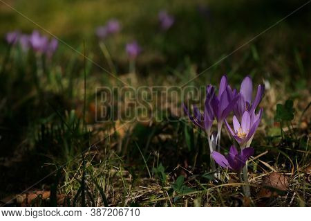 Wild Crocus (crocus Tommasinianus) Blooming In Garden