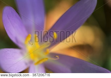 Wild Crocus (crocus Tommasinianus) Blooming In Garden