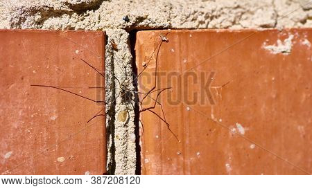 Spider Sits On A Brick Wall. Color Nature