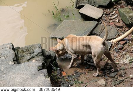 Thai Brown Stray Dog Drinking Water On The River. It Is A Dog That Lives On The Streets Or Temple An