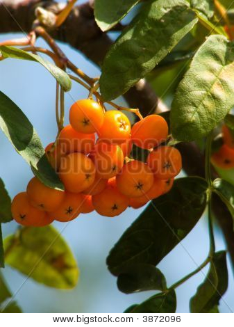 Ashberry