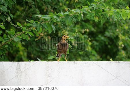 Mynas Bird On The White Wall And Background The Branch Of Green Tree. The Acridotheres Mynas Are Gen