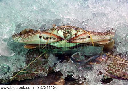 Blue Swimmer Crabs Rubber Band In Ice.  Sometimes Called 'blue Manna'. They Are Powerful Swimmers An
