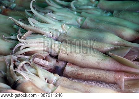 Pile Of Squid On Ice, Squid Have A Mantle And Tentacles Or Arms. It Have Eight Arms Arranged In Pair