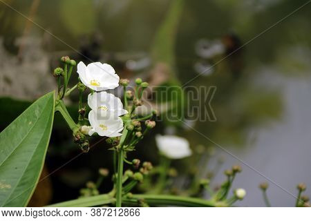 White Blossom Flower Of Arrow Head Ameson On Canal Side. It Is A Aquatic Plant, Need Sunshine All Da