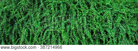 Closeup Evergreen Hedge Plants. Small Green Leaves In Hedge Wall Texture Background. Eco Evergreen H
