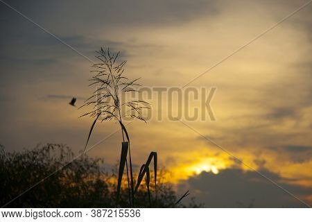 Silhouette Of Mission Grass On The Sunset, Orange Sky Background. Backlit
Of Pennisetum Polystachyon