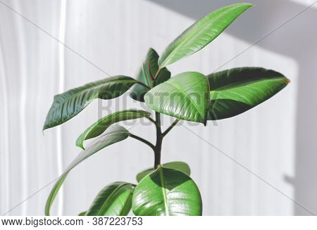 Modern Houseplants. Ficus Elastica Burgundy Or Rubber Plant. Minimal Creative Home Decoration. Easy 