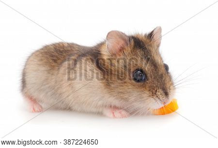 Dwarf Gray Hamster Isolated On White Background.