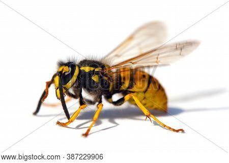 European Wasp German Wasp Or German Yellowjacket Isolateed On White Background In Latin Vespula Germ