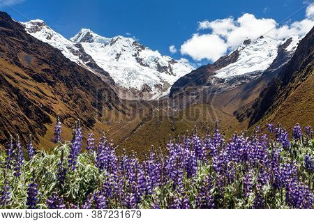 Mount Saksarayuq With Lupinus Flowers, Andes Mountains, Choquequirao Trekking Trail Near Machu Picch