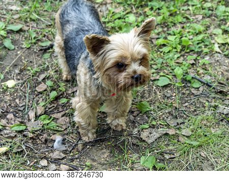 Shorn Yorkshire Terrier On The Green Grass