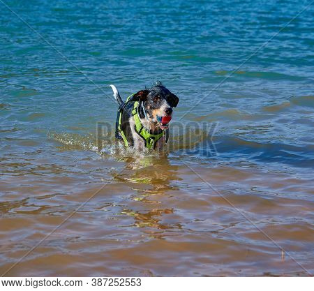 Dog In A Lake Coming Out Of The Water With A Ball