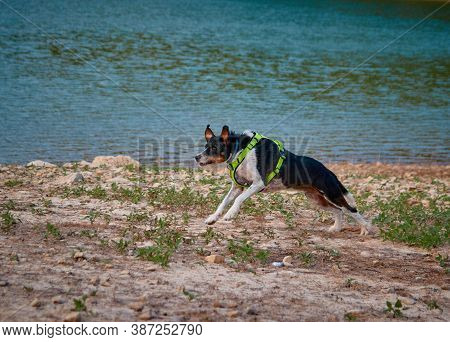 Dog In A Lake On Top Of A Stone Posing With A Blue Sky