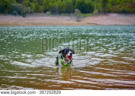 Dog In A Lake Coming Out Of The Water With A Ball