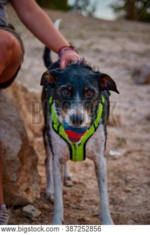 Dog In A Lake Coming Out Of The Water With A Ball