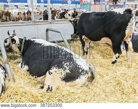 Paris, France - March Circa, 2020. Vosgienne Cows At The International Agriculture Meeting At Paris,