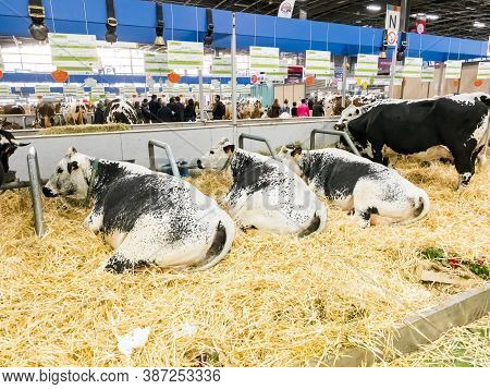 Paris, France - March Circa, 2020. Vosgienne Cows At The International Agriculture Meeting At Paris,